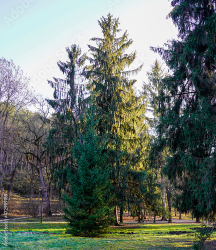 A tall pine tree in autumn in the rays of the sun
