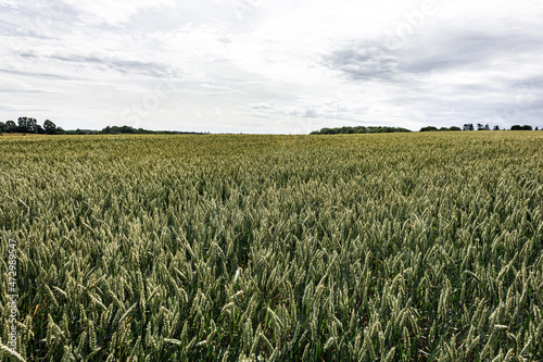 Wide wheat field with sky in summer in Denmark