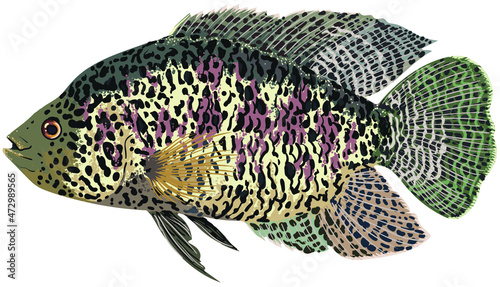 drawing jaguar cichlid, art.illustration, exotic fish, vector