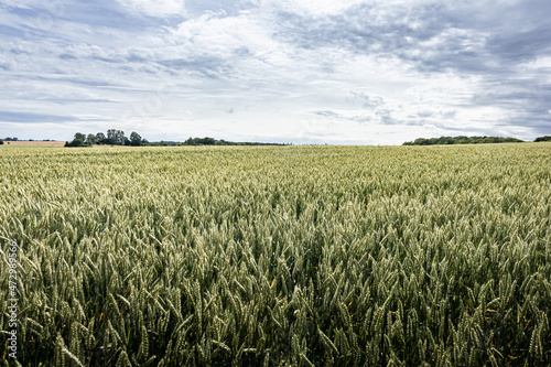 Wide wheat field with sky in summer in Denmark