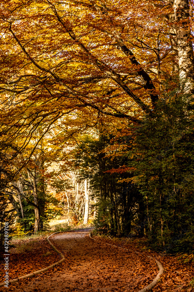 Fototapeta premium Handicapped-accessible forest track in autumn forest