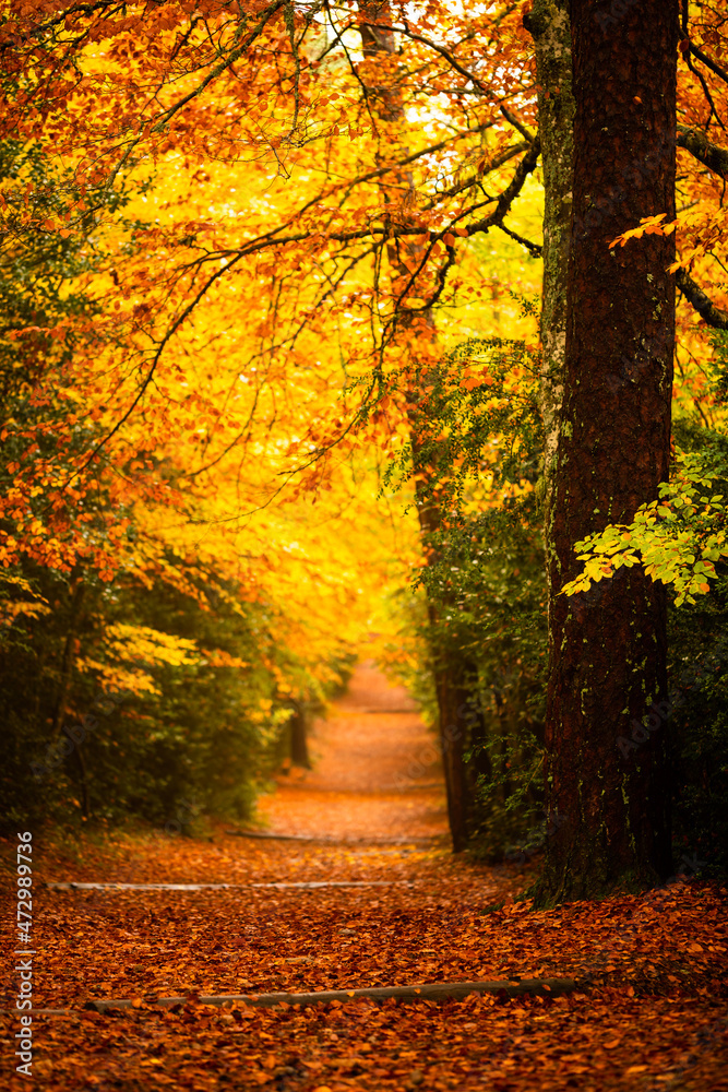 Forest track with vivid colors of the forest in autumn