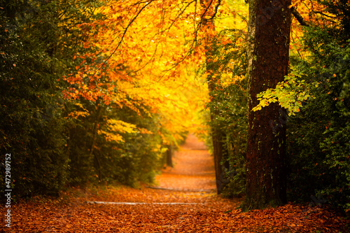 Forest track with vivid colors of the forest in autumn