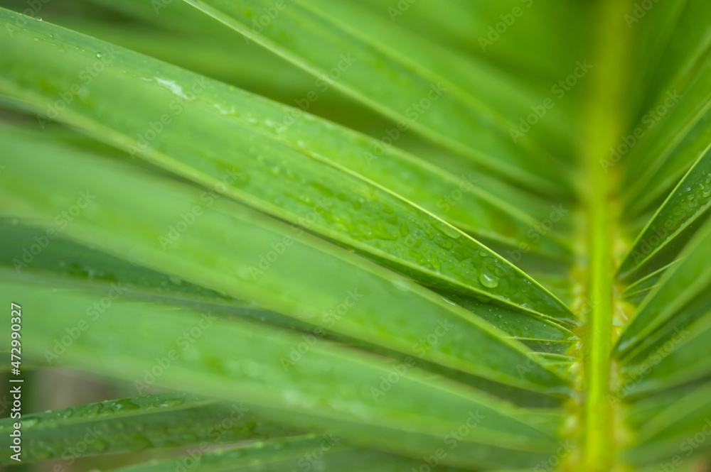 Fototapeta premium tropical rain drops on a palm branch
