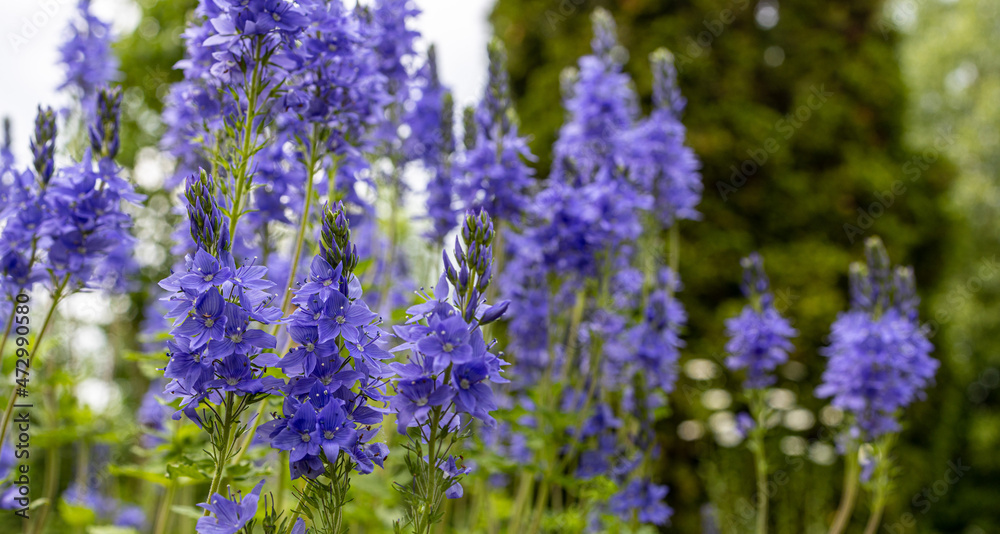 Obraz premium lavender field in region