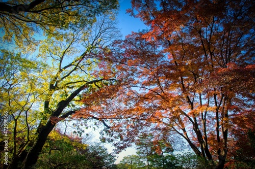 Photography Foliage trees in autumn