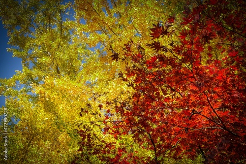 Foliage trees in autumn colorful red and yellow