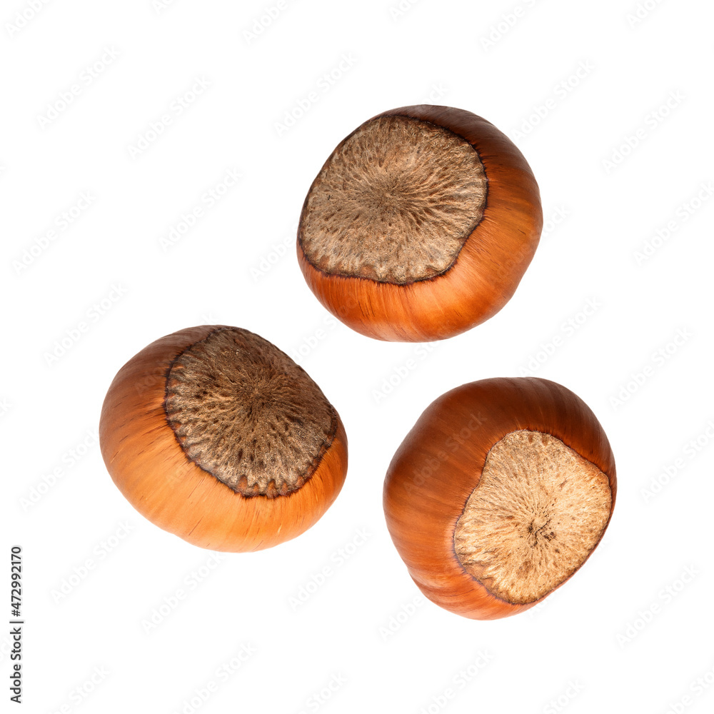 hazelnuts in a shell without leaves, healthy food, isolate on a white background hazelnuts in a shell without leaves, healthy food, isolate on a white background