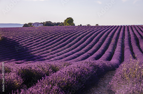Lavender fields in bloom in Valensole in Provence  France