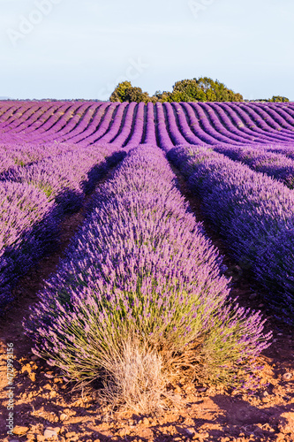 Fototapeta Naklejka Na Ścianę i Meble -  Lavender field in bloom on the Plateau de Valensole during summer in Provence, France