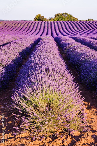 Lavender field in bloom on the Plateau de Valensole during summer in Provence, France