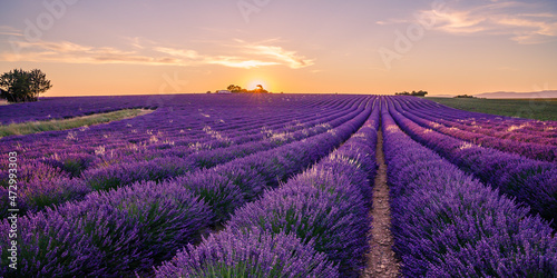 Lavender field of Provence on a summer day in France at sunset