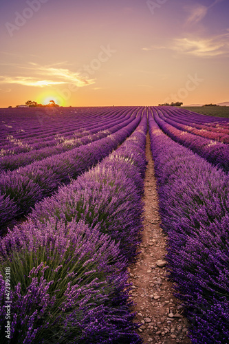 lavender field of France at sunset