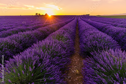 lavender field of Valensole in Provence at sunset