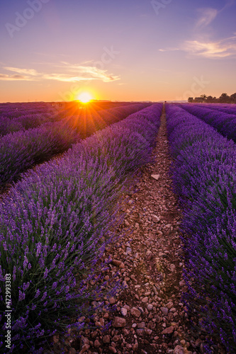 Sunset setting down on the lavender fields in bloom in Valensole in Provence  France