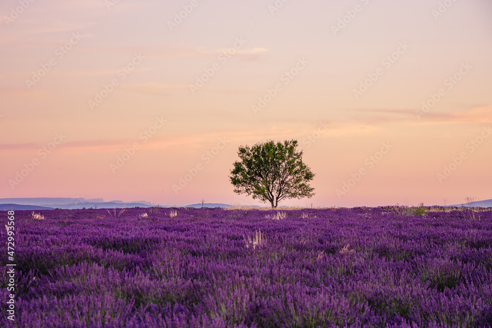 Lonely tree and lavender field at sunset in Provence, France Lonely tree and lavender field at sunset in Provence, France