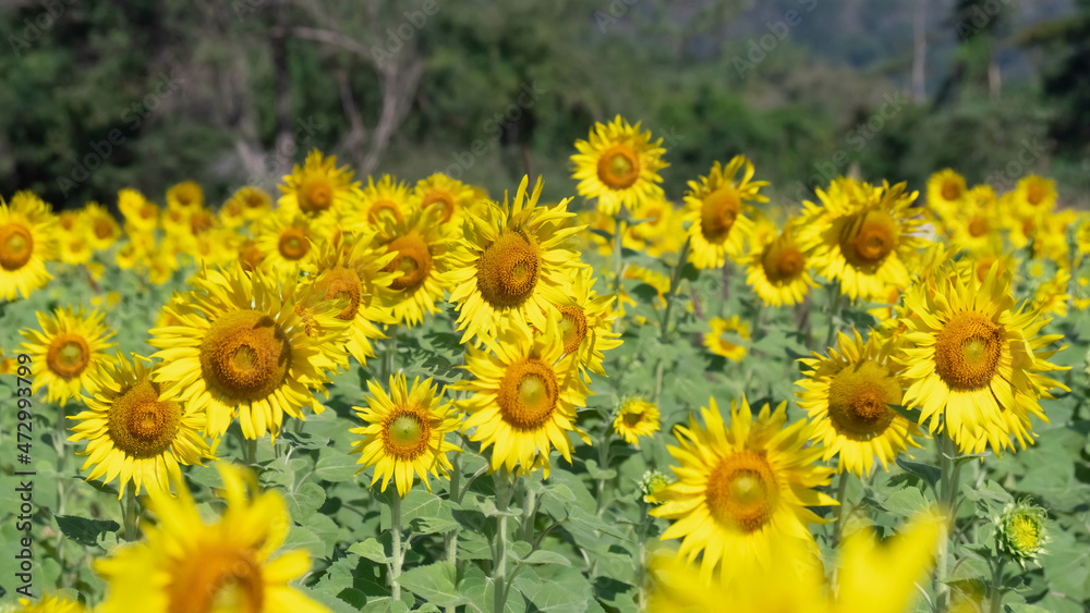 Obraz premium Sunflower fields in full bloom, agriculture