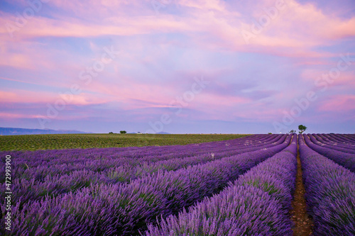 Lavenders fields in bloom during a beautiful sunset on the Valensole Plateau in Provence in the south of France