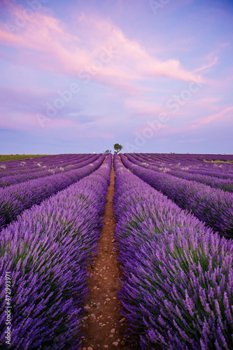 Lavender flowers in bloom at sunset in Valensole in Provence, France