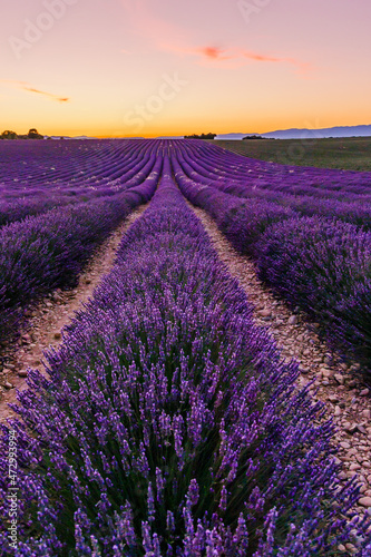 Lavender field of Provence on a summer day in France at sunset