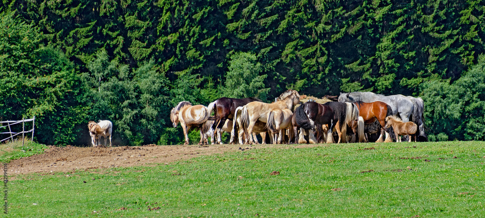 Obraz premium herd of different horses at a hay rack on the edge of a forest at sunshine in the region Waldviertel (Forestquarter), Austria