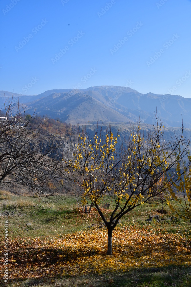 Autumn in the mountains. Small tree with yellow leaves against the backdrop of high mountains.