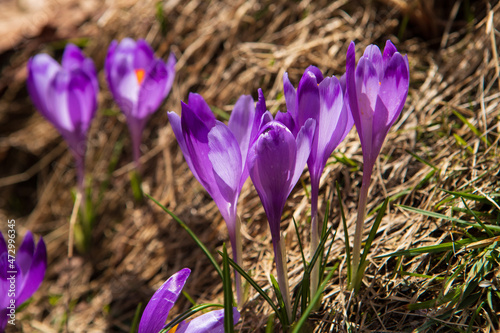 Blooming crocuses and snowdrops in the spring