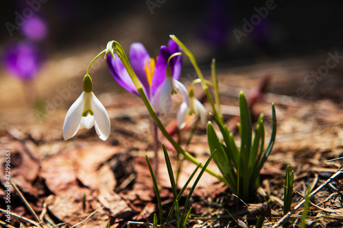 Blooming crocuses and snowdrops in the spring