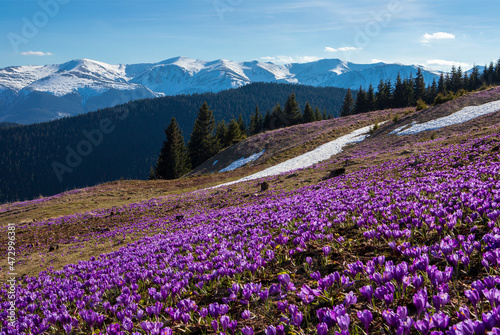 Photography Spring in the mountains
