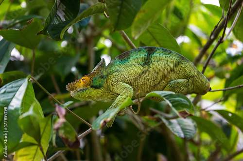 Chameleon Globifer in Andasibe-Mantadia National Park. Madagascar. photo