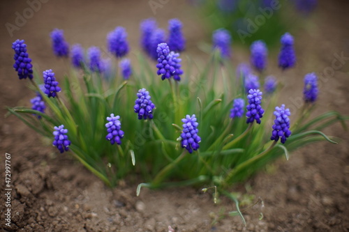 Blue grape hyacinths flowers with small round buds grow in spring garden