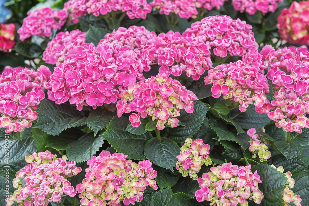 Hydrangea macrophylla Early Pink. Flowering exquisite ornamental flowers for the garden, park, balcony, terrasse Hydrangea macrophylla Early Pink. Flowering exquisite ornamental flowers for the garden, park, balcony, terrasse