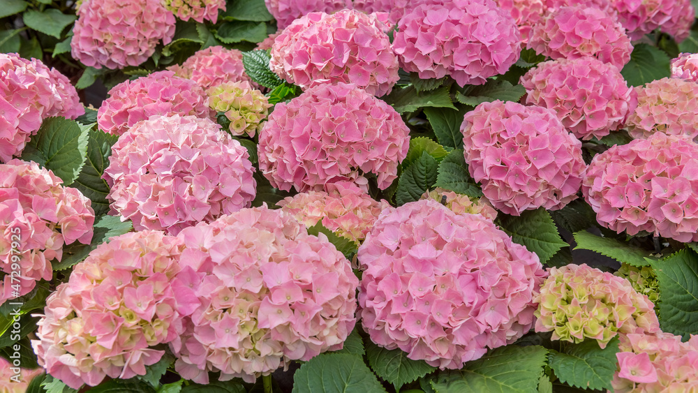 Hydrangea macrophylla Early Pink. Flowering exquisite ornamental hortensia for the garden, park, balcony, terrasse Hydrangea macrophylla Early Pink. Flowering exquisite ornamental hortensia for the garden, park, balcony, terrasse