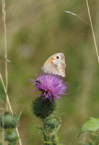 (Maniola jurtina) Papillon myrtil femelle au revers couleur marron-gris avec bande claire en zigzag posé sur une fleur de chardon photo