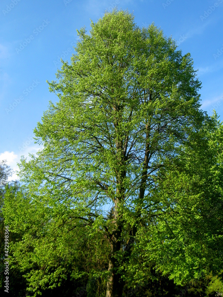 Fototapeta premium Kraft