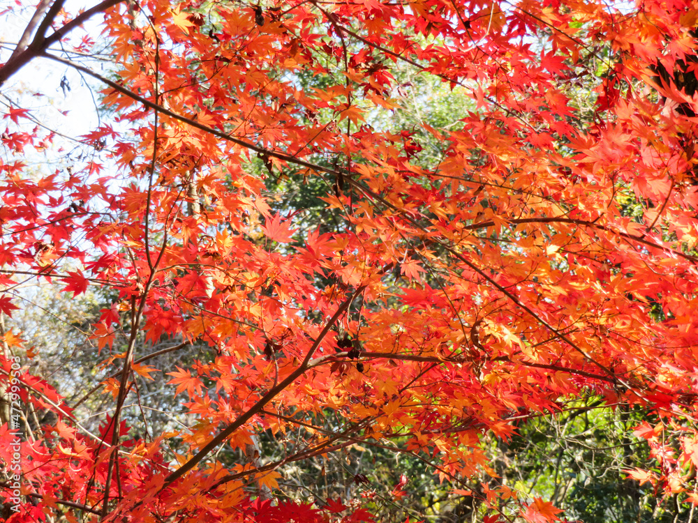 red maple leaves