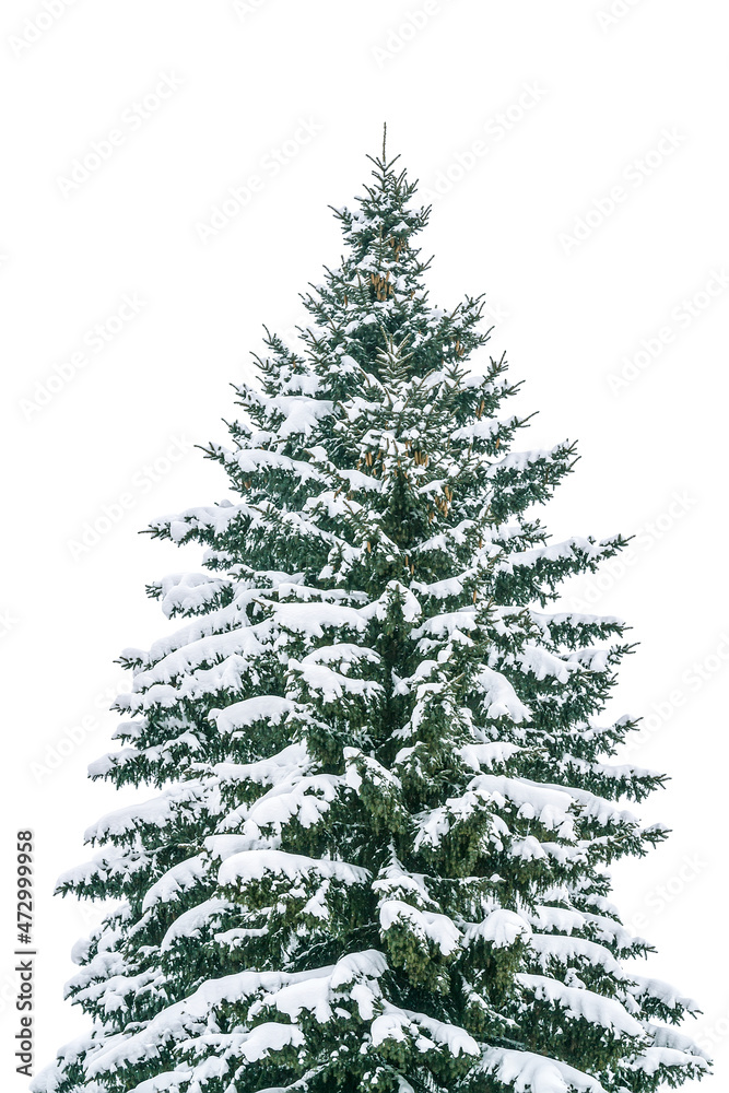 winter christmas tree covered with snow isolated on white background. snow-covered single fir tree.