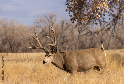 Fototapeta Naklejka Na Ścianę i Meble -  Buck Mule Deer in the Rut in Autumn in Colorado