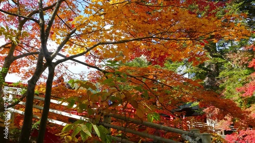 Red bridge and Fudo stream at Mount Nakano - Momiji in autumn in Kuroishi city ,Aomori prefecture, Tohoku region ,Japan photo