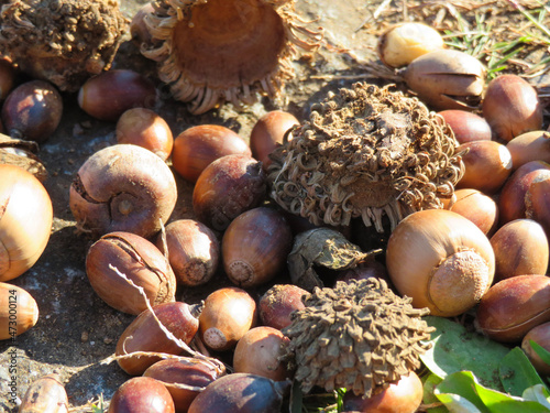 acorns on the beach