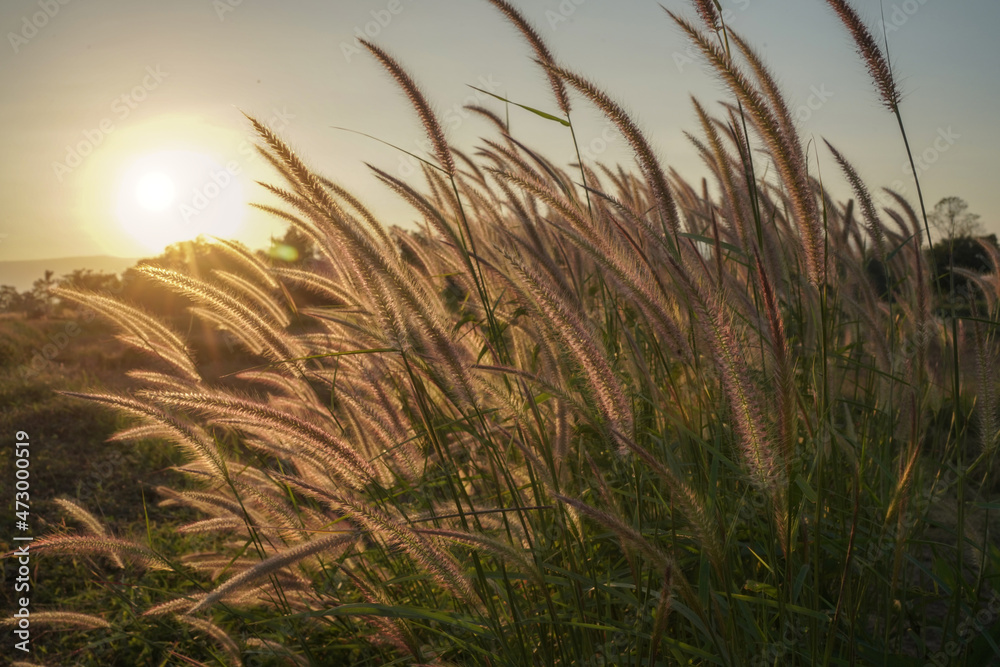 Spring or summer abstract season nature background with flower grass.