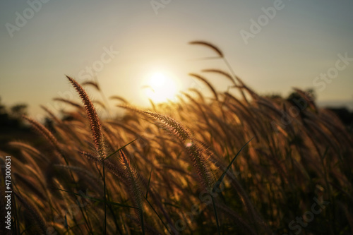 Spring or summer abstract season nature background with grass.