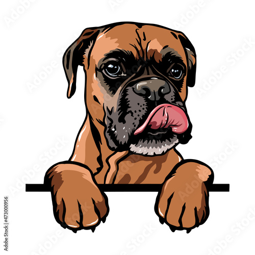 Boxer Peeking Dogs. Boxer dog breed. Color image of a dogs head isolated on a white background. The dog stuck out its tongue.