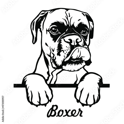 Boxer Peeking Dogs. Boxer dog breed. black  and white clipart of a dogs head isolated on a white background. The dog stuck out its tongue.
