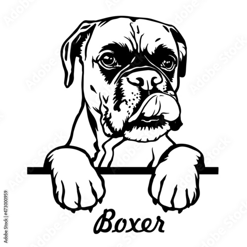 Boxer Peeking Dogs. Boxer dog breed. black  and white clipart of a dogs head isolated on a white background. The dog stuck out its tongue.