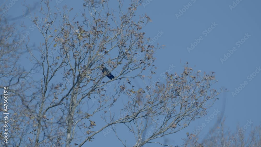 crow on a branch on windy winter day in wales crow on a branch on windy winter day in wales