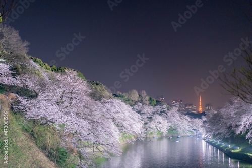 皇居の桜と東京タワーの夜景コラボレーション