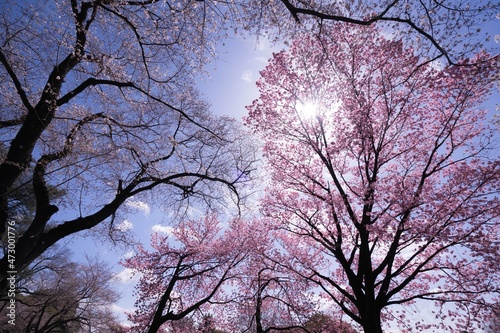 新宿御苑の春の桜と逆光
