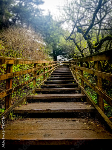 wooden bridge in the forest © Vanessa