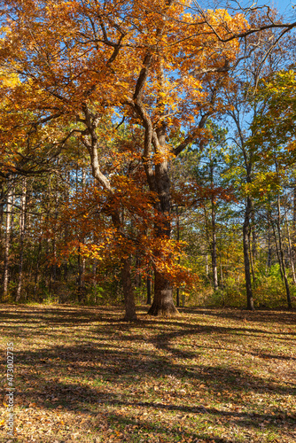 Fototapeta Naklejka Na Ścianę i Meble -  Autumn in the Jester State Park, Madrid, Iowa